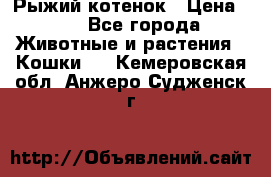 Рыжий котенок › Цена ­ 1 - Все города Животные и растения » Кошки   . Кемеровская обл.,Анжеро-Судженск г.